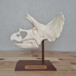 Triceratops Kafatası Biblosu