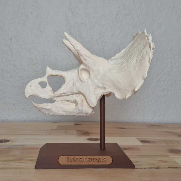 Triceratops Kafatası Biblosu