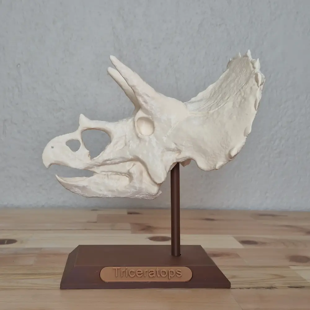 Triceratops Kafatası Biblosu