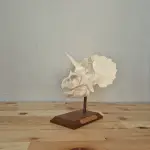 Triceratops Kafatası Biblosu