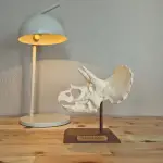 Triceratops Kafatası Biblosu