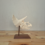 Triceratops Kafatası Biblosu