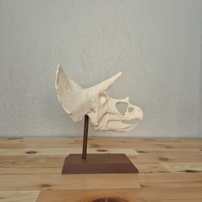 Triceratops Kafatası Biblosu