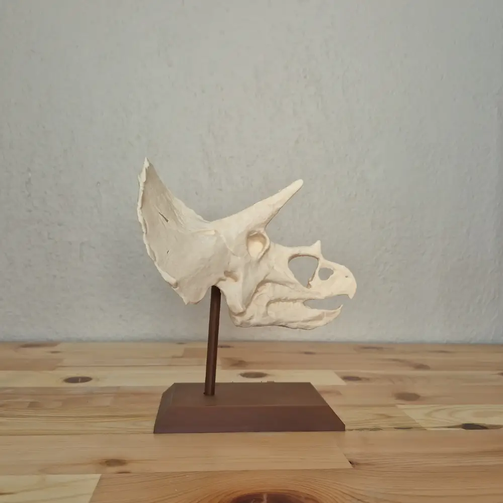 Triceratops Kafatası Biblosu