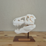 T-Rex Kafatası Biblosu