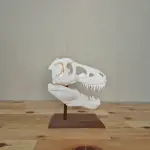 T-Rex Kafatası Biblosu