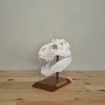 T-Rex Kafatası Biblosu